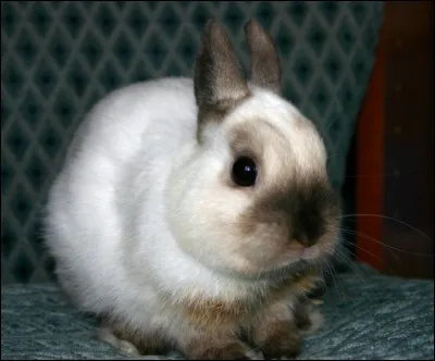 Quelle est la race de ce lapin ?
