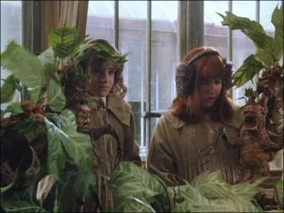 Quelles plantes tranges gurissent les personnes ayant t ptrifies ?