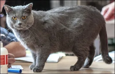 D'où viennent les chats de race Chartreux ?