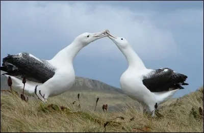 Quand un albatros crie, on dit qu'il...