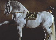 Quiz Les races de chevaux et poneys