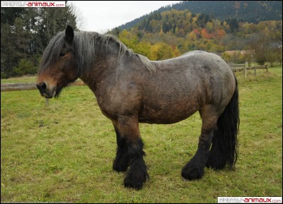 De quel race est ce cheval ?