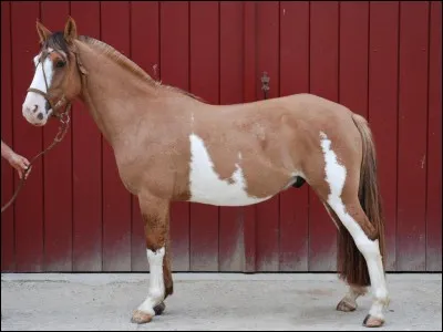 Quelle est cette race ?