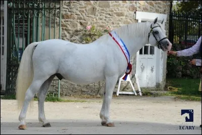 Quelle est cette race ?