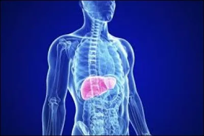 Le blob est un organisme...