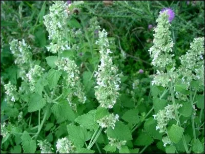 Quel est l'autre nom de la cataire ?