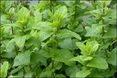 Dans quel cocktail cette herbe aromatique est-elle indispensable ?