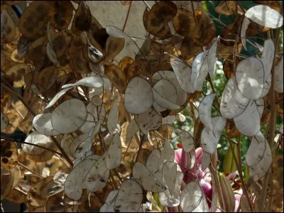 Comment se nomme la lunaire ?