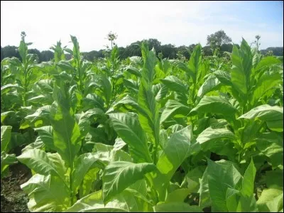 Comment appelle-t-on le tabac ?