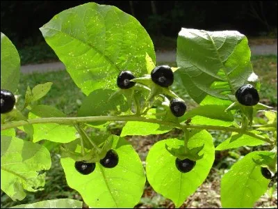 Elle a pour surnom "l'herbe empoisonnée" :