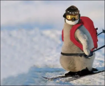 Voici une autre discipline plus qu'étonnante : le ski joëring. Quel est le principe ?