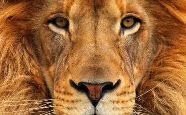 Quiz Animaux