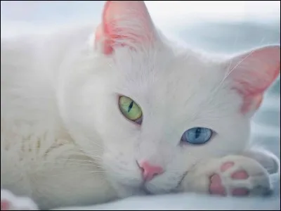 Qui est la première guérisseuse de l'histoire des Clans ?