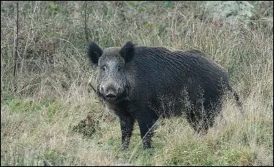 Comment s'appelaient les deux sangliers qui ont ravagé la forêt, à l'époque des grands fauves ?