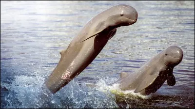 Pourquoi cet animal marin est en voie d'extinction ?