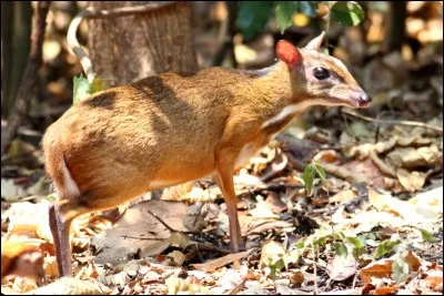 Cet animal a plusieurs noms. Mais lesquels ?