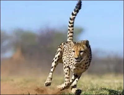 Et celui-ci, quel est-il ?