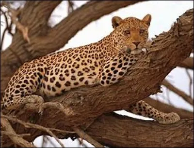 Ce grand félin est un/une...