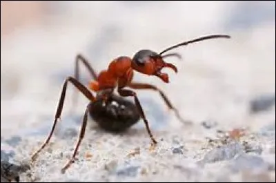 Quel est cet insecte ?