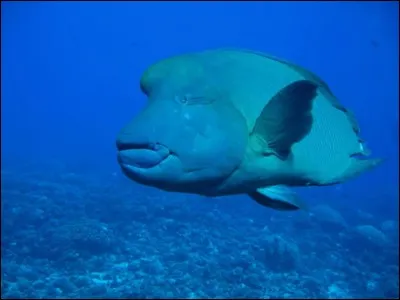 Son nom est connu sous le nom du Napoléon. Mais,quel est son deuxième nom ?