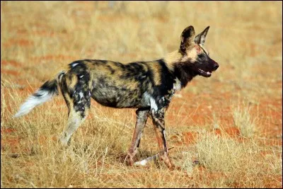 Lorsque cet animal chasse, il peut atteindre une vitesse maximale de ...