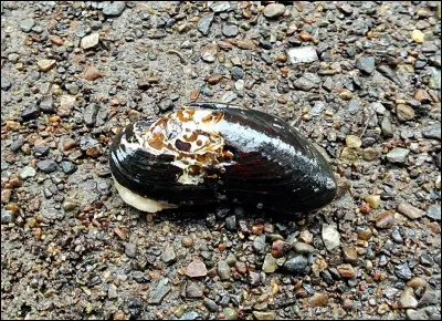 La grande mulette est un animal d'eau ...