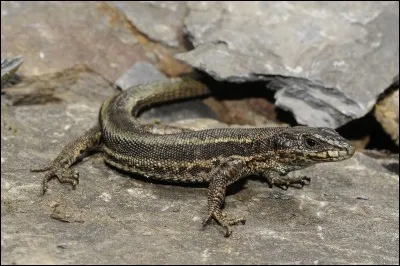 Où se situe habituellement ce reptile ?