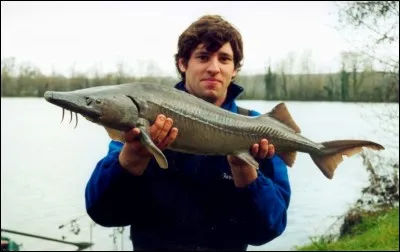 Ce poisson migrateur est le poisson le plus menacé d'...