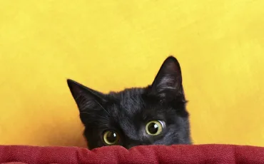 Quiz Animaux