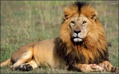 Comment s'appelle cet animal ?