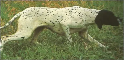 Idéal pour la chasse devant soi, c'est un...