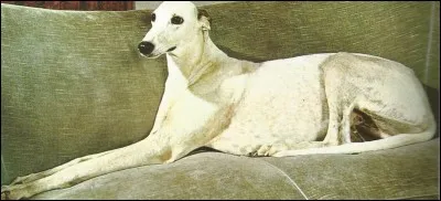 Ce lévrier est un...