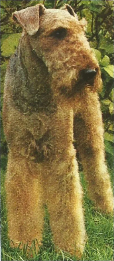 Primitivement destiné à la chasse à la loutre, c'est un...