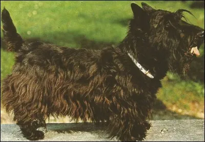 À quelle boisson vous fait penser ce chien ?