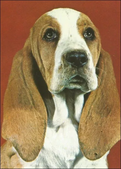 Ce chien de chasse est un...