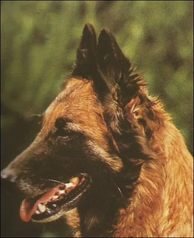 Ce berger belge a pour nom...