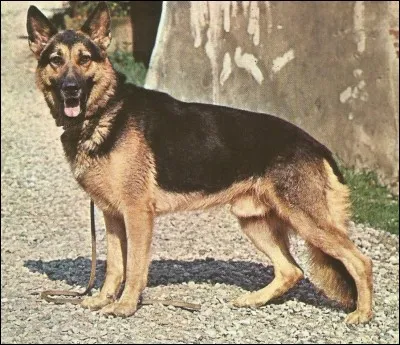 Ce chien est un berger...