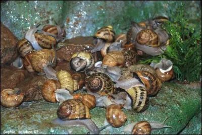 Comment se nomme l'élevage des escargots ?