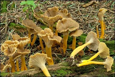 Que sont ces champignons ?