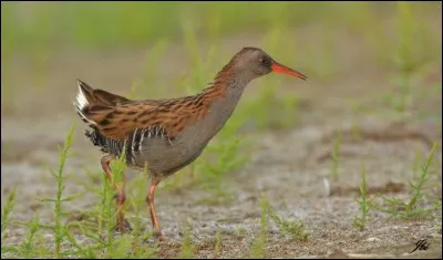 Le râle est de la famille des rallidés.
