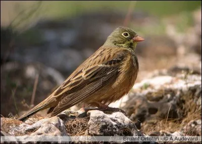L'ortolan habite les r&eacute;gions rocheuses, dans les fourr&eacute;s, les vergers et les...