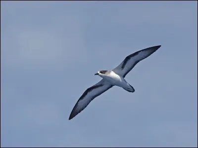 Le P&eacute;trel de Barau est &agrave; peine plus court que...
