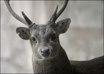 Le cerf-cochon de Bawean se situe en/au...