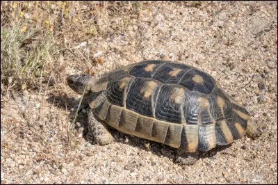 La Tesdtuda marginata est une tortue de terre menac&eacute;e en/au...