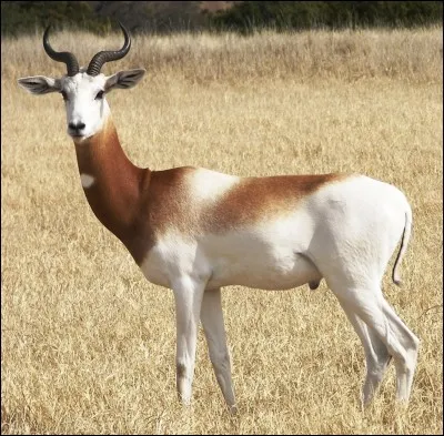 Cet animal est la gazelle...
