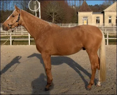 Le cheval le plus cher au monde a été vendu pour...