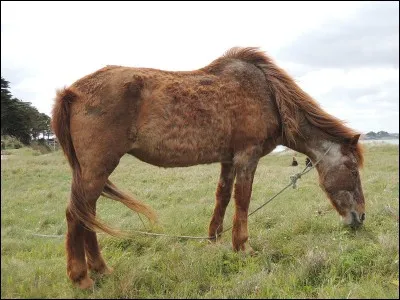 La durée de vie moyenne d'un cheval est de .... ; le record de longévité étant de 60 ans