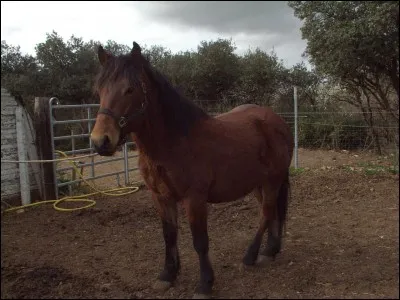 Le prix d'un bon cheval de 3 ans est en moyenne de ....