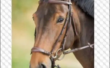 Quiz Galop 2