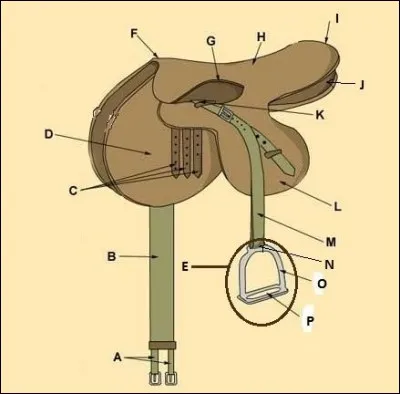 Quelle est la partie de la selle F ?